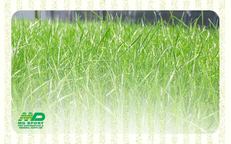 نجيلة طبيعية للبيع