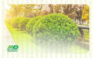 التشجير